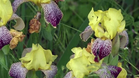 Delicate, yellow iris. A beautiful decorative flower. Stock Footage 76454277