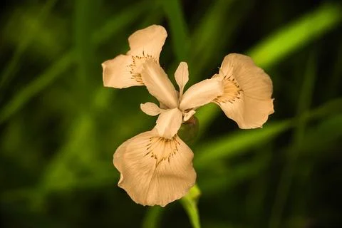 Delicate yellow iris flower in soft natural light with green background. Stock Photos