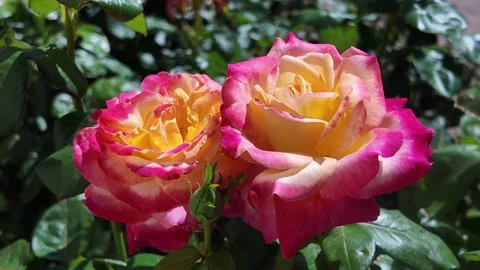 Delicate yellow pink roses bloom in a flower bed and sway in the wind Stock Footage 316676434