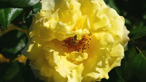 Delicate yellow rose close-up. Vídeos de archivo 196913364