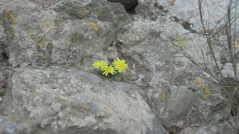 Delicate yellow wildflowers emerging through narrow stone wall crevice Stock Footage 296547993