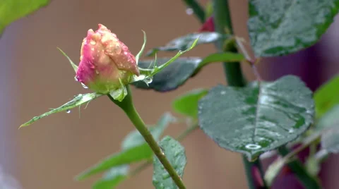 Delicate young wet rose in the wind Stock Footage 56139927