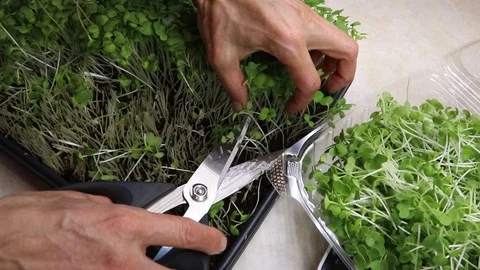 Delicately Harvesting A Tray Of Micro Salad Greens With A Pair Of Sharp Scissors Stock Footage