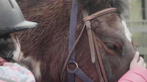 Delicately stroking the head of a horse Stock Footage 165366167