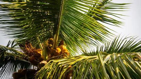 Delicious and refreshing coconuts on the beach Stock Photos