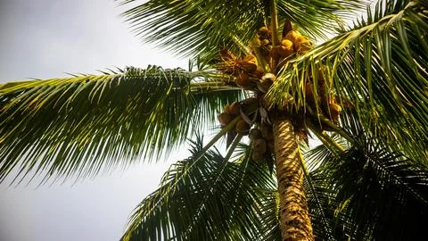 Delicious and refreshing coconuts on the beach Stock Photos