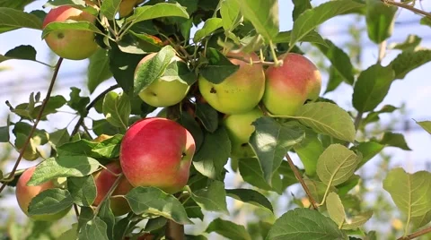 Delicious apples with blue sky in the background. Harvest apples. Stock Footage 56861905