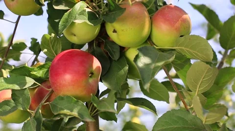 Delicious apples with blue sky in the background. Harvest apples. Stock Footage 56861926