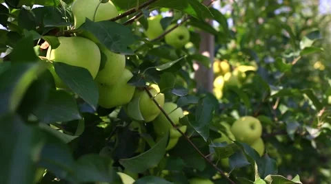 Delicious apples with blue sky in the background. Harvest apples. Stock Footage 56861977