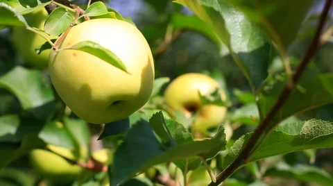 Delicious apples with blue sky in the background. Harvest apples. Stock Footage 56862095