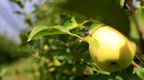Delicious apples with blue sky in the background. Harvest apples. 動画素材 56862098