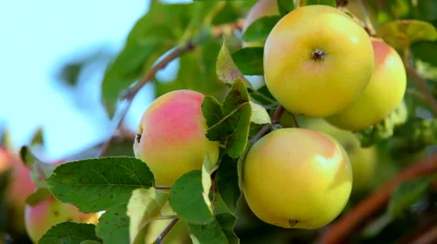 Delicious apples Stock Footage 1442608