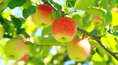 Delicious apples. Stock-Footage 28494337