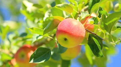 Delicious apples. Stock Footage 28494479
