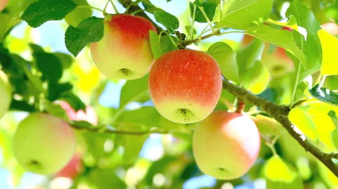 Delicious apples. Stock Footage