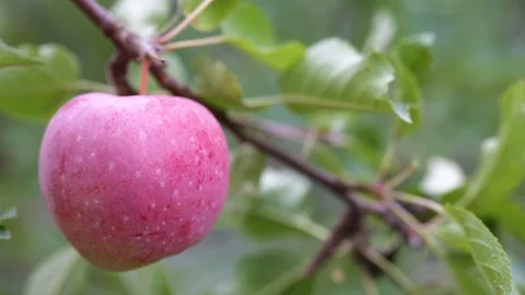 Delicious apples Stock Footage 108540861