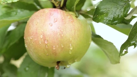 Delicious apples Stock Footage 108540948