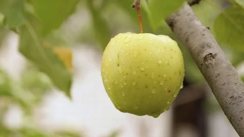 Delicious apples Stock Footage 111954947