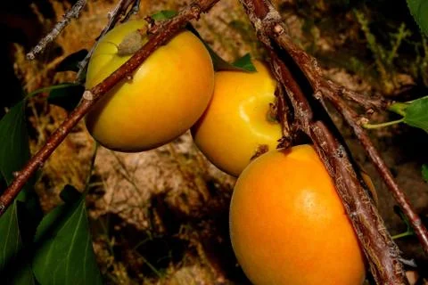Delicious apricots Stock Photos