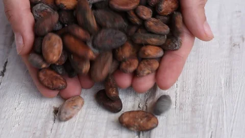 Delicious aromatic brown roasted cocoa beans on a white table Stockbeeldmateriaal 100593197