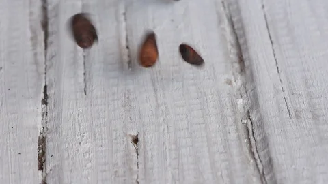 Delicious aromatic brown roasted cocoa beans on a white table Stock Footage 100593205