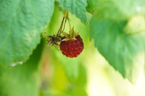 Delicious berry Stock Photos