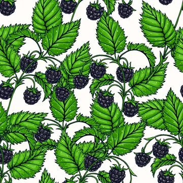 Delicious blackberry Ilustración de archivo