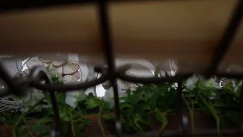 Delicious Candy bar at a wedding Stock Footage 71206799