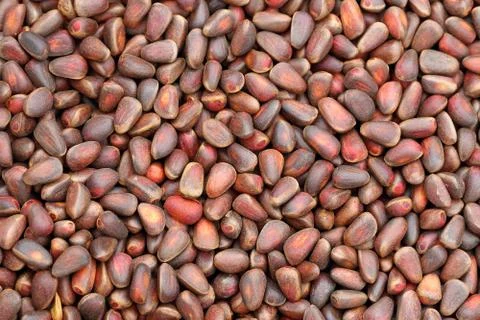 Delicious cedar nuts 스톡 사진