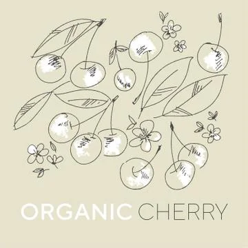 Delicious cherry hand drawn vector illustration Illustrazione stock