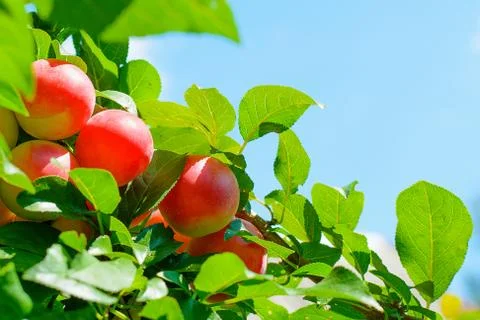 Delicious cherry-plums hanging from a tree branch Foto stock