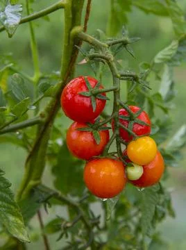 Delicious cherry tomatoes Stock Photos