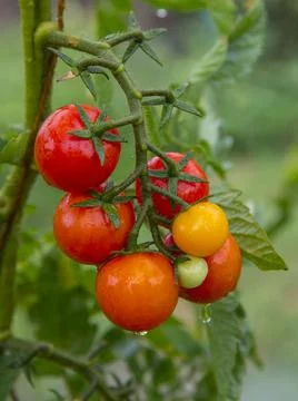 Delicious cherry tomatoes Stock Photos
