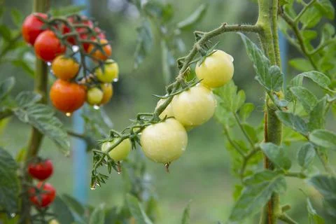 Delicious cherry tomatoes Stock Photos