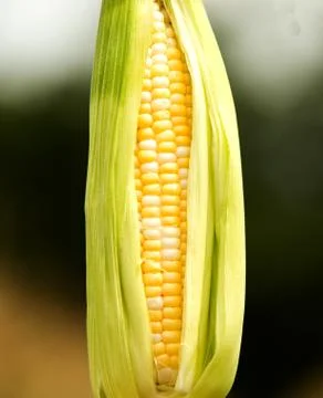 Delicious Corn on the Cob 스톡 사진