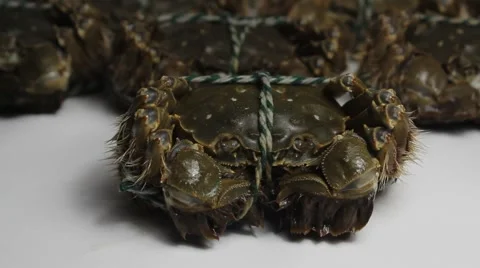 Delicious crab Stock Footage 41870653