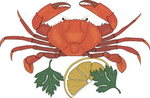 Delicious crab, a slice of lemon, two leaves of fragrant parsley. Stock Illustration