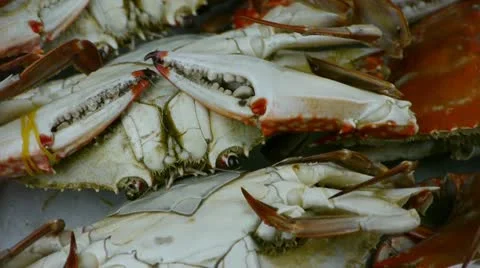 Delicious crab within dial plate.fisheries ice frozen. Stock Footage