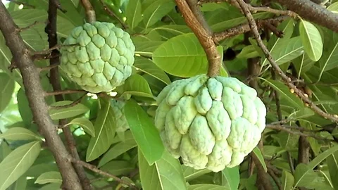 Delicious custard apple fruit, sugar apple or annona squamosa hanging on tree Video stock 124118077
