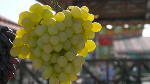 Delicious different grapes hangs. Stock Footage 311169829