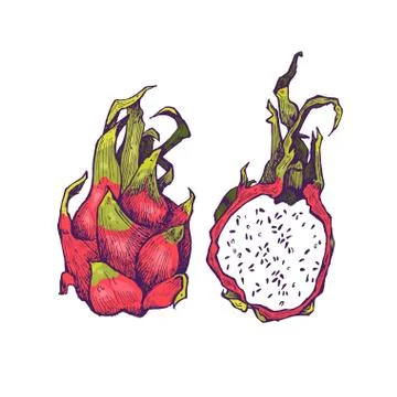 Delicious exotic hand drawn vector fruits Stock Illustration