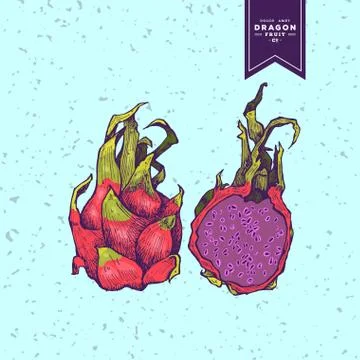 Delicious exotic hand drawn vector fruits Stock Illustration