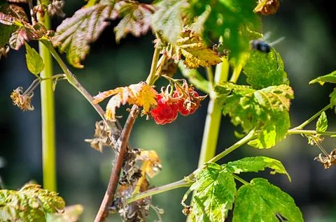 Delicious forest fruit raspberry on the branch Stock Photos