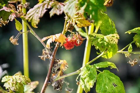 Delicious forest fruit raspberry on the branch Stock Photos