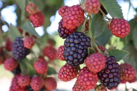 Delicious forest fruit raspberry on the branch Stock Photos