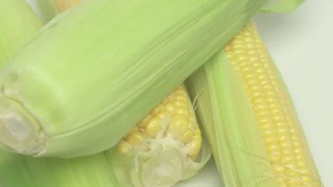 Delicious Fresh Corn on the Cob with its Green Husk Ready for Your Enjoyment and Видео 282019379