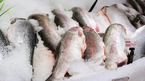 Delicious fresh trout on ice .  Stock Footage 282506629
