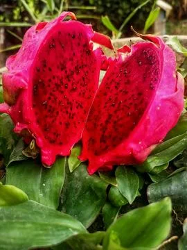 Delicious fruit Stock Photos