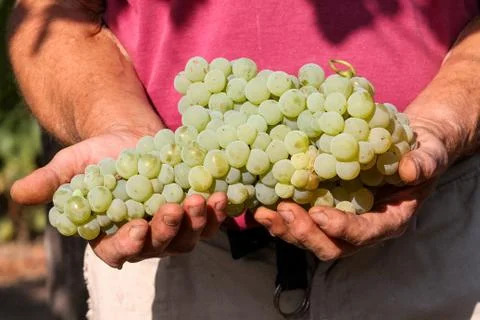 Delicious grape on the farmer hands Stock Photos