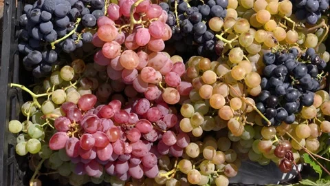 Delicious grapes of different colors collected at the vintage. Stock Footage 164196009